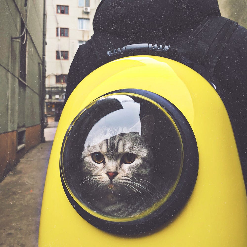 Grey cat looking out of a window in a bright yellow backpack