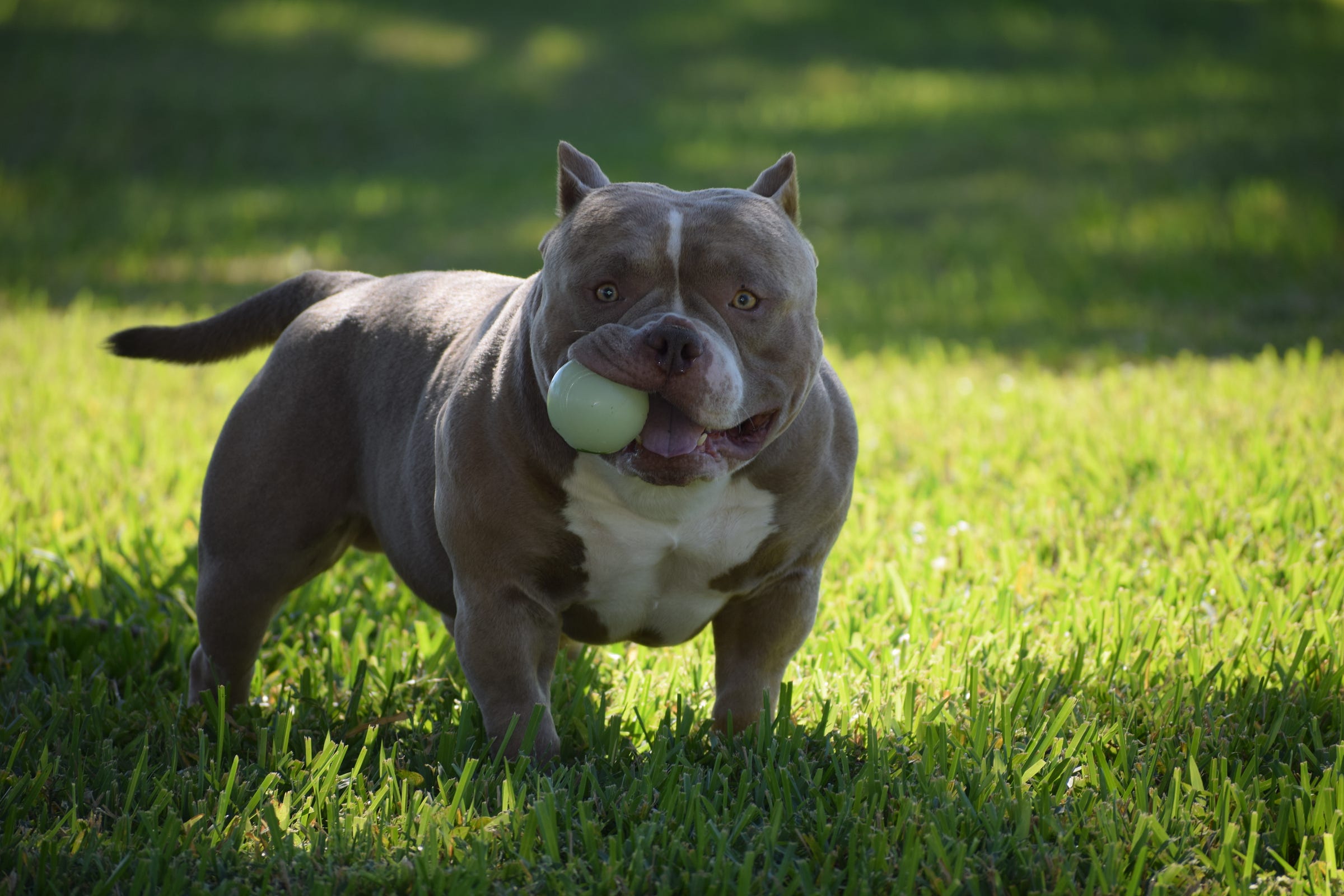 Prime 10 Tricks To Grow Your Dog Breeds Prime 10 Tricks To Grow Your Dog Breeds