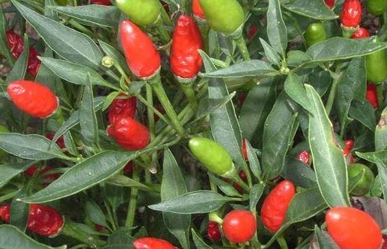 Foto obat ambeien cabe rawit