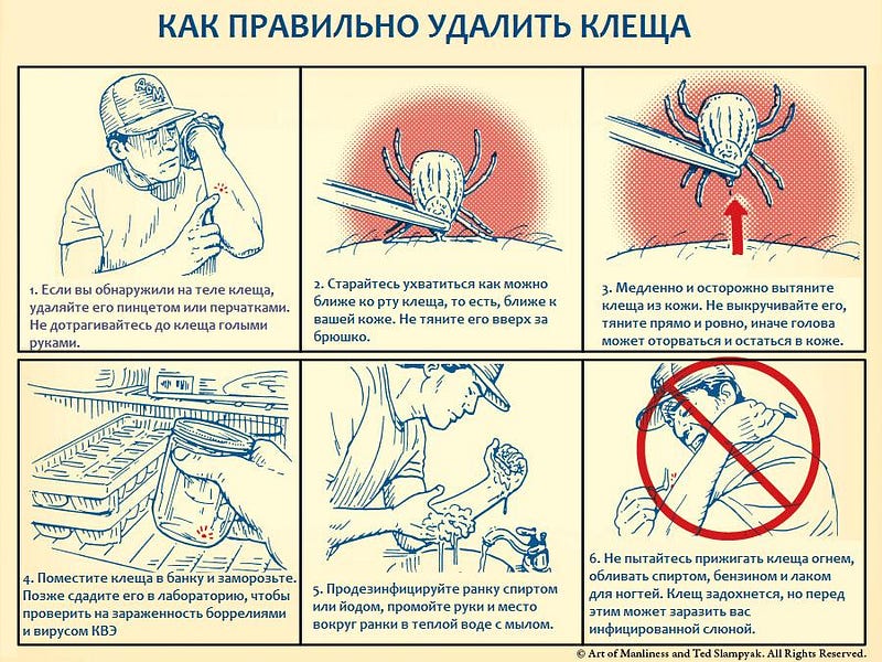 Почему клещи прочно удерживаются в коже своих жертв Почему клещи прочно удерживаются в коже своих жертв