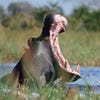 Into the Okavango