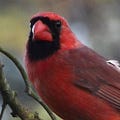 Go to the profile of Rybird Music
