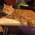 Sheila Smith - @catsareheavenly - Medium