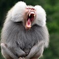 Go to the profile of Baboon