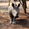 Go to the profile of Australian Rhino Project