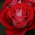 Go to the profile of Filza Chaudhry