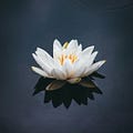 Go to the profile of Lotus Empress