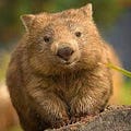 Go to the profile of The Writing Wombat ʕ •ᴥ•ʔ