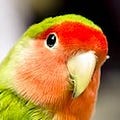 Go to the profile of The Parrot