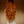 Go to the profile of Noble reddishnesses