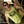Go to the profile of Corey Pelee Steingart