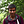 Go to the profile of Pragun Bhutani
