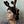 Go to the profile of Elle Carvalho
