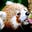 Red Panda