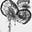 Chrysaora Weekly
