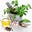 Ayurveda & Alternative Medicine