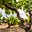 Bliss Wine Imports