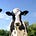 Go to the profile of fame . farm