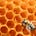 Go to the profile of L'abeille et l'architecte