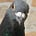 Go to the profile of Pigeons Of Boston