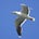Go to the profile of Larus Yang