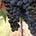 Go to the profile of wine Embassy