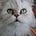 Go to the profile of Melissa Akoglu