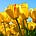 Go to the profile of busin`ka
