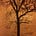 The Uncertaintree