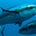 Go to the profile of Tuna Stories