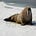 Go to the profile of TheWalrusCometh