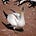 Go to the profile of Gannets & Gorgers