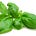 Go to the profile of Basil T. Lemon