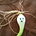 Go to the profile of The LEEK