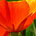 Go to the profile of RED POPPY RESUMES