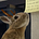 Go to the profile of save.wildlife