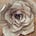 Go to the profile of Ale R@dulesq