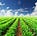 Published in The Dirt: Food & Farming News and Views