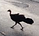 Jogging with the Brush Turkeys