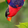 Go to the profile of Lorius lory