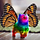 Kitten