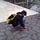 Go to the profile of Sleeping Kaijuu