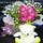 florists singapore