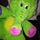 Go to the profile of Slippy Trumpet