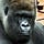 Go to the profile of Earthman