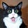 Go to the profile of Programmer Cat