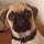 Go to the profile of Jabba The Pug
