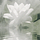 Go to the profile of Spiritual Seeker