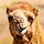 Go to the profile of Gheorghe Chesler