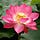 Go to the profile of Binh Vo
